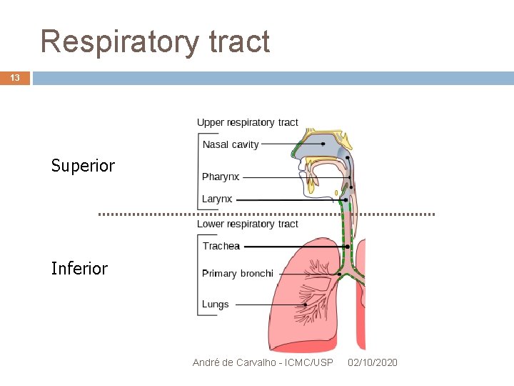 Respiratory tract 13 Superior Inferior André de Carvalho - ICMC/USP 02/10/2020 