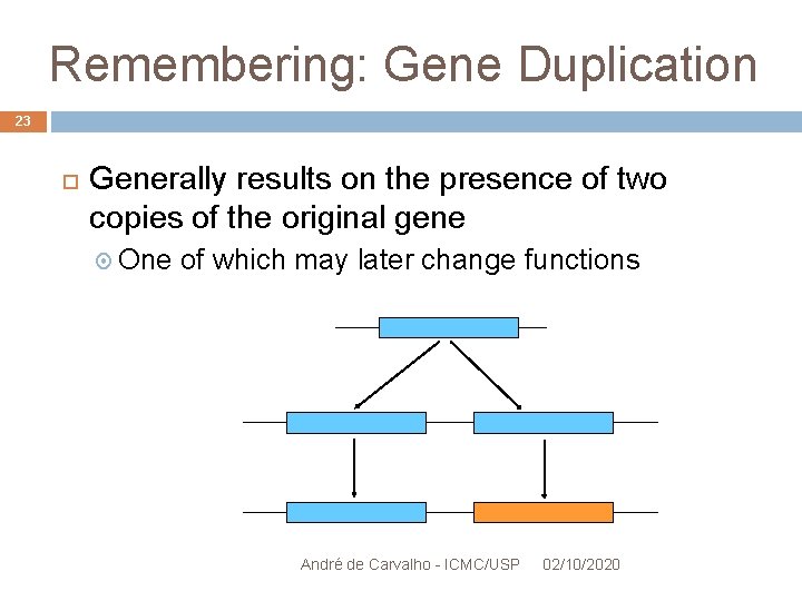 Remembering: Gene Duplication 23 Generally results on the presence of two copies of the