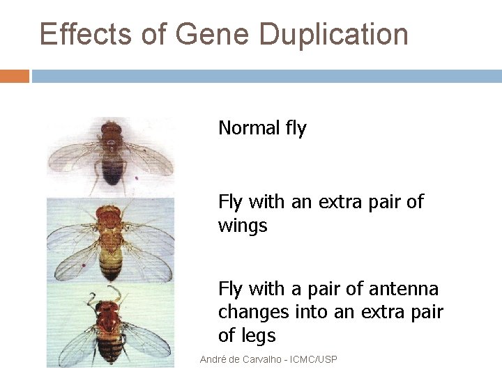 Effects of Gene Duplication Normal fly Fly with an extra pair of wings Fly