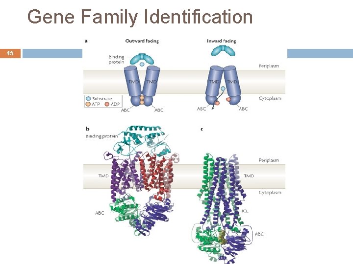 Gene Family Identification 45 André de Carvalho - ICMC/USP 02/10/2020 