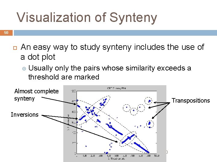 Visualization of Synteny 50 An easy way to study synteny includes the use of