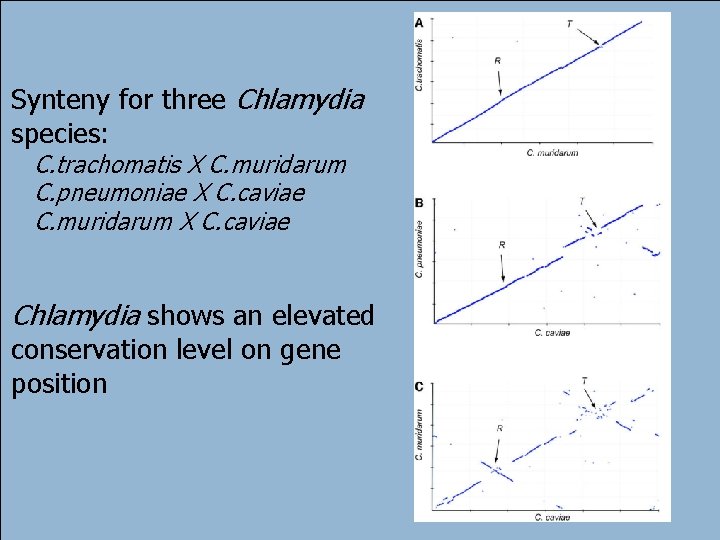 Synteny for three Chlamydia species: C. trachomatis X C. muridarum C. pneumoniae X C.