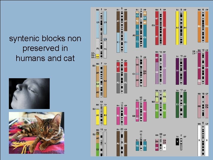 52 syntenic blocks non preserved in humans and cat André de Carvalho - ICMC/USP