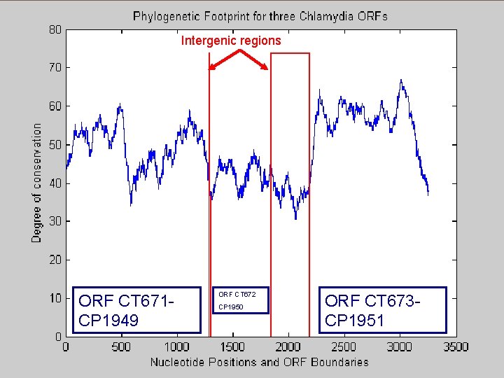 Intergenic regions ORF CT 671 CP 1949 ORF CT 672 CP 1950 ORF CT