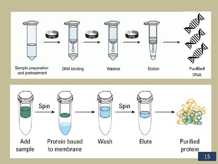 Purified DNA 15 