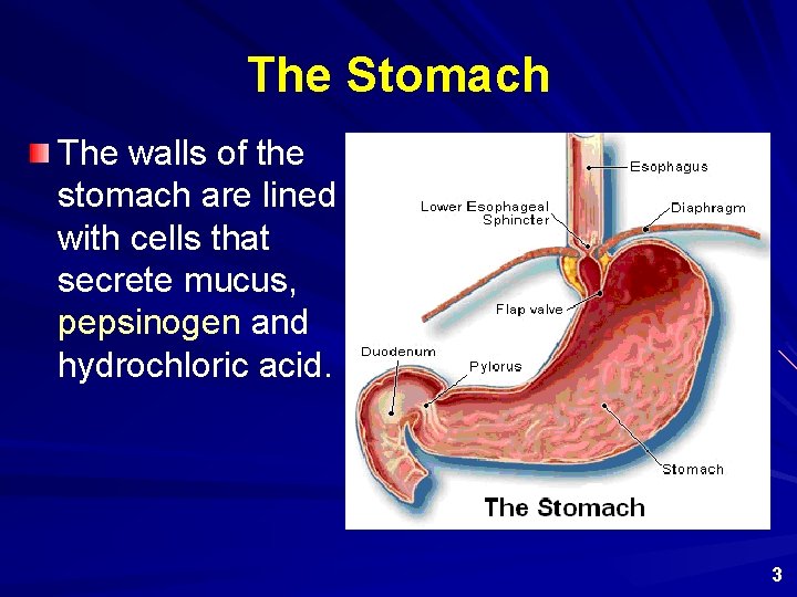 The Stomach The walls of the stomach are lined with cells that secrete mucus,
