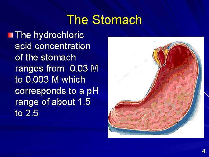 The Stomach The hydrochloric acid concentration of the stomach ranges from 0. 03 M