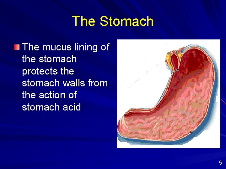 The Stomach The mucus lining of the stomach protects the stomach walls from the
