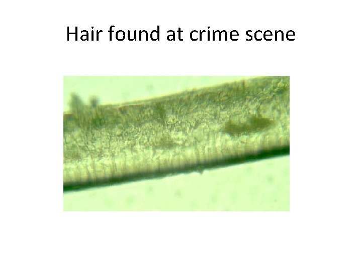 Hair found at crime scene 