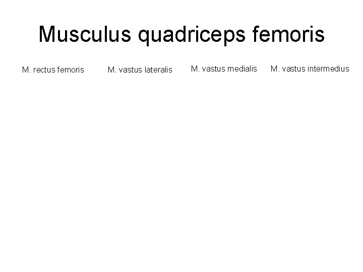 Musculus quadriceps femoris M. rectus femoris M. vastus lateralis M. vastus medialis M. vastus