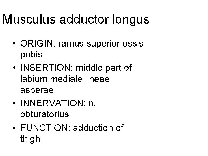 Musculus adductor longus • ORIGIN: ramus superior ossis pubis • INSERTION: middle part of