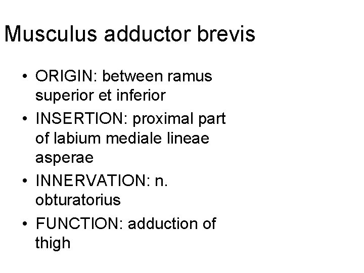 Musculus adductor brevis • ORIGIN: between ramus superior et inferior • INSERTION: proximal part