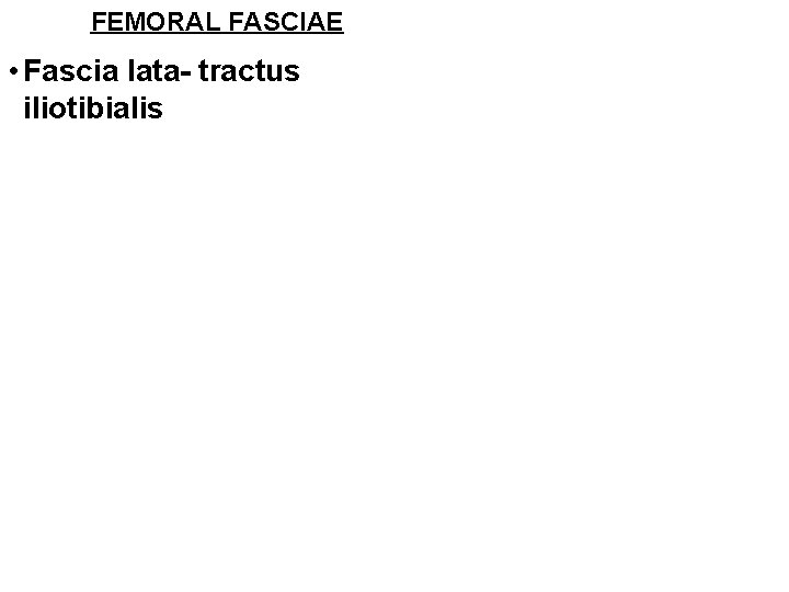 FEMORAL FASCIAE • Fascia lata- tractus iliotibialis 