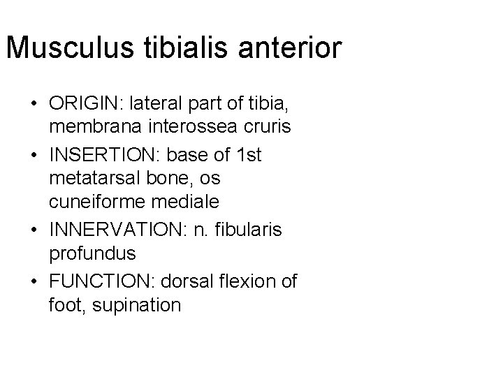 Musculus tibialis anterior • ORIGIN: lateral part of tibia, membrana interossea cruris • INSERTION: