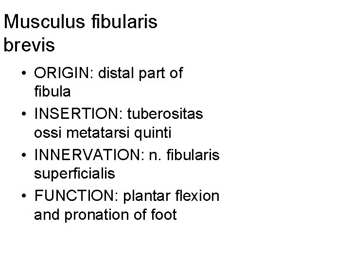 Musculus fibularis brevis • ORIGIN: distal part of fibula • INSERTION: tuberositas ossi metatarsi