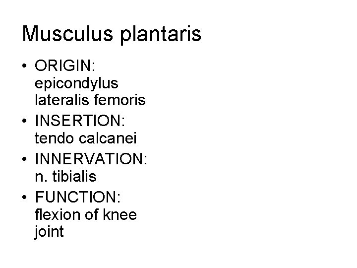 Musculus plantaris • ORIGIN: epicondylus lateralis femoris • INSERTION: tendo calcanei • INNERVATION: n.