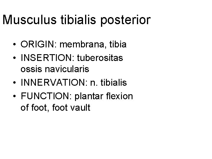 Musculus tibialis posterior • ORIGIN: membrana, tibia • INSERTION: tuberositas ossis navicularis • INNERVATION: