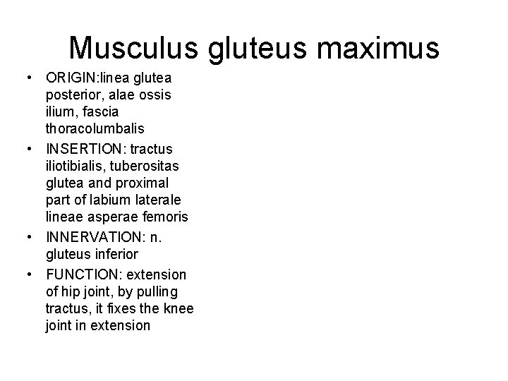 Musculus gluteus maximus • ORIGIN: linea glutea posterior, alae ossis ilium, fascia thoracolumbalis •