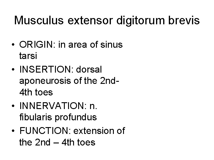 Musculus extensor digitorum brevis • ORIGIN: in area of sinus tarsi • INSERTION: dorsal