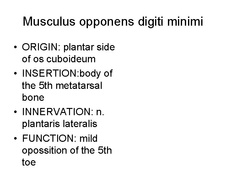 Musculus opponens digiti minimi • ORIGIN: plantar side of os cuboideum • INSERTION: body