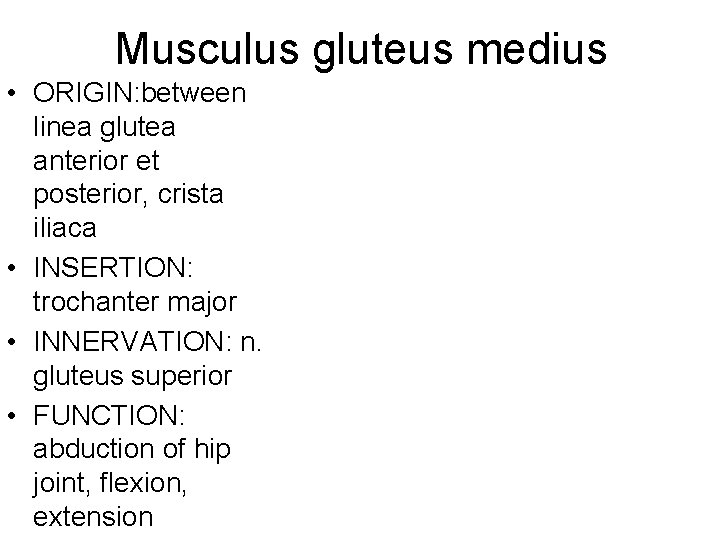 Musculus gluteus medius • ORIGIN: between linea glutea anterior et posterior, crista iliaca •