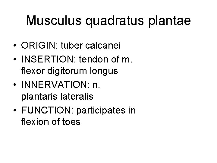 Musculus quadratus plantae • ORIGIN: tuber calcanei • INSERTION: tendon of m. flexor digitorum
