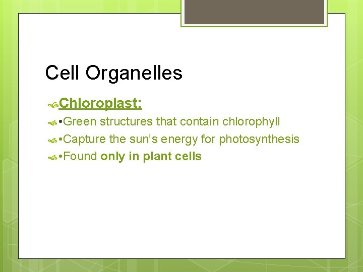 Cell Organelles Chloroplast: • Green structures that contain chlorophyll • Capture the sun’s energy