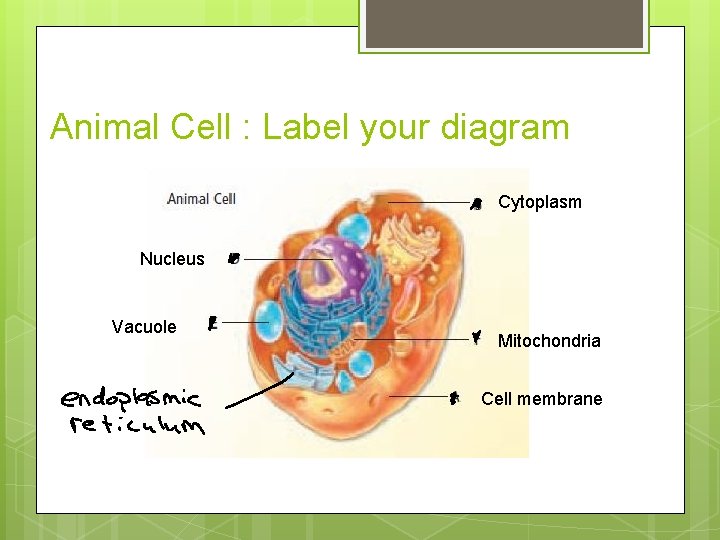 Animal Cell : Label your diagram Cytoplasm Nucleus Vacuole Mitochondria Cell membrane 