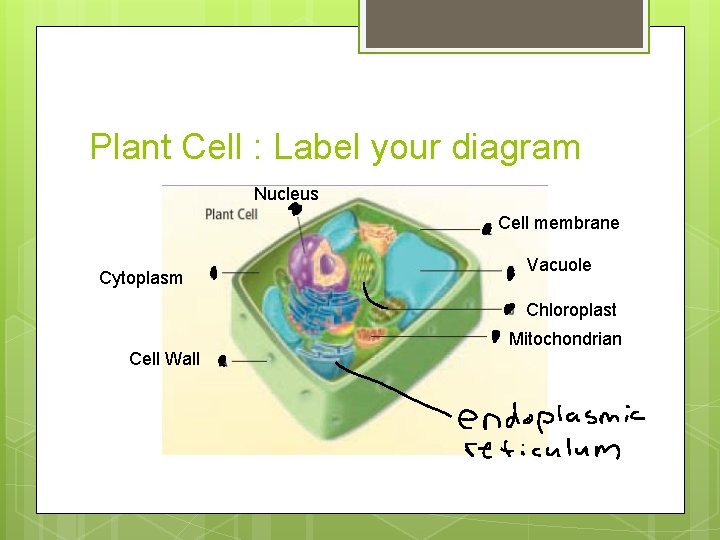 Plant Cell : Label your diagram Nucleus Cell membrane Cytoplasm Vacuole Chloroplast Cell Wall