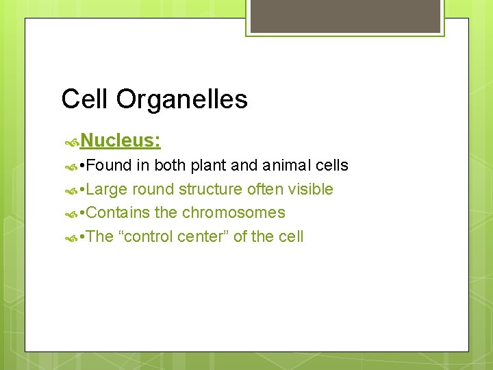 Cell Organelles Nucleus: • Found in both plant and animal cells • Large round