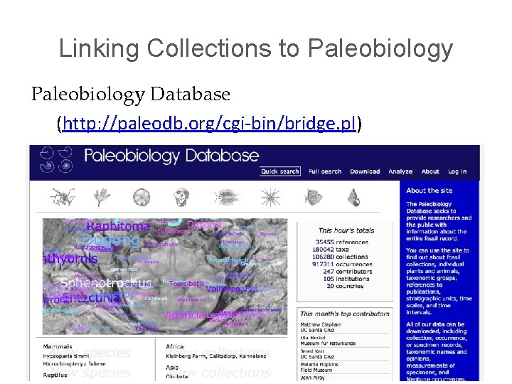 Linking Collections to Paleobiology Database (http: //paleodb. org/cgi-bin/bridge. pl) 