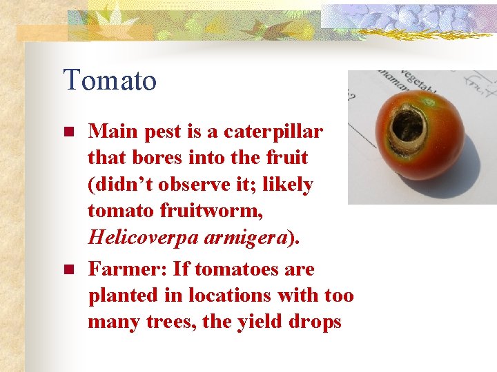 Tomato n n Main pest is a caterpillar that bores into the fruit (didn’t