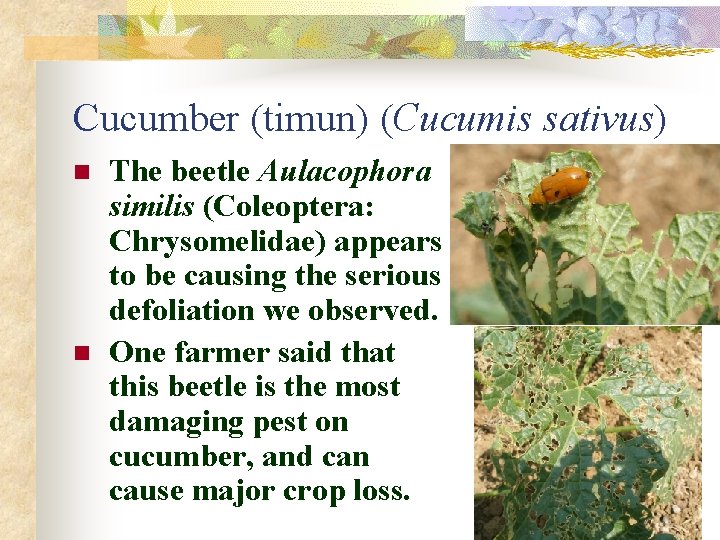 Cucumber (timun) (Cucumis sativus) n n The beetle Aulacophora similis (Coleoptera: Chrysomelidae) appears to