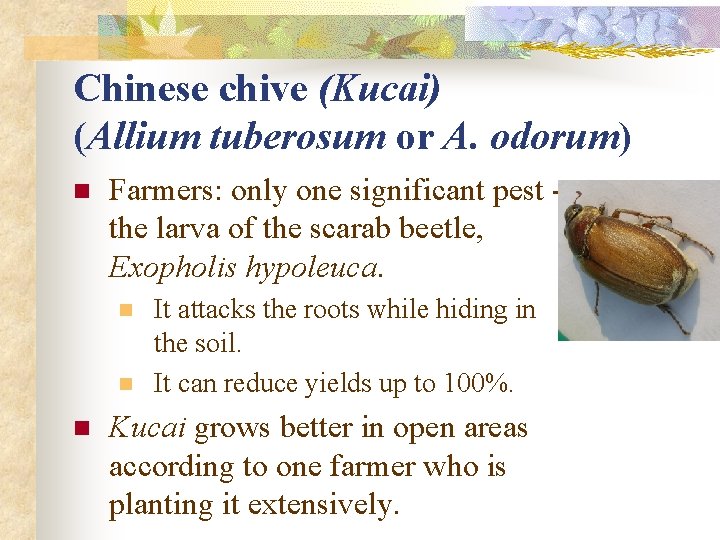 Chinese chive (Kucai) (Allium tuberosum or A. odorum) n Farmers: only one significant pest