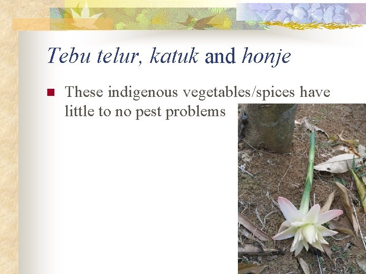 Tebu telur, katuk and honje n These indigenous vegetables/spices have little to no pest