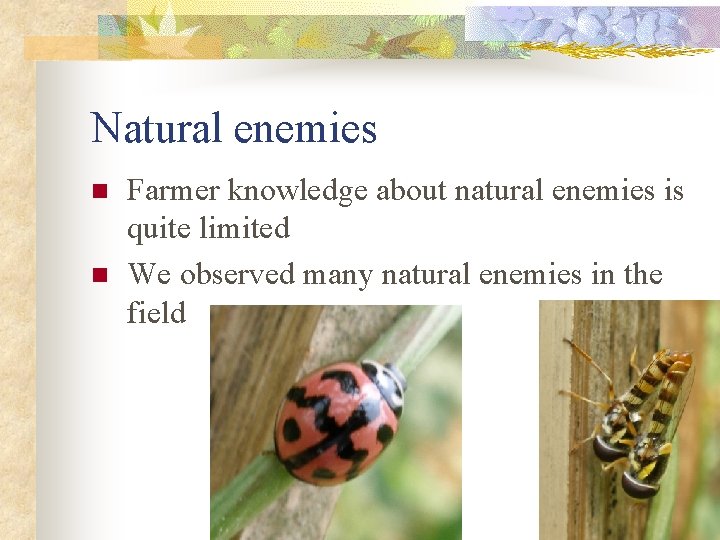 Natural enemies n n Farmer knowledge about natural enemies is quite limited We observed