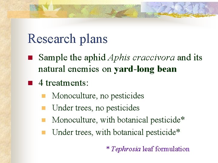 Research plans n n Sample the aphid Aphis craccivora and its natural enemies on