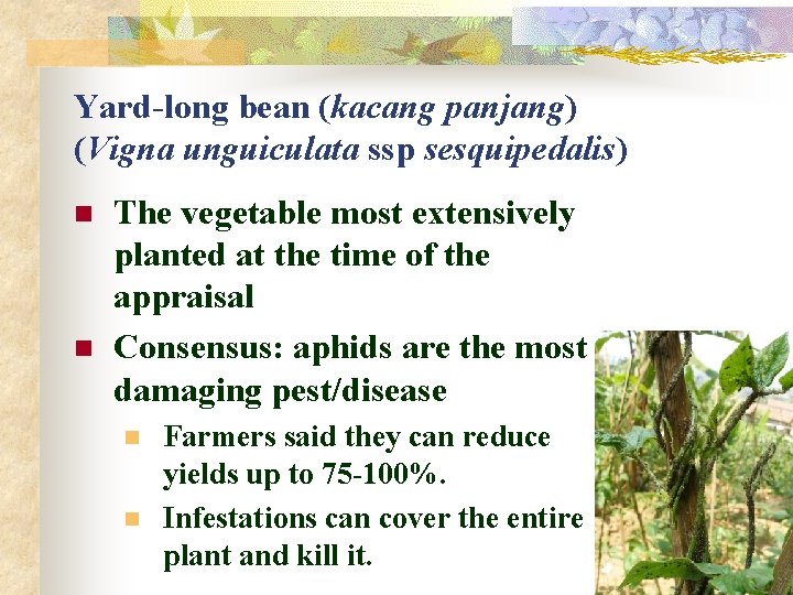 Yard-long bean (kacang panjang) (Vigna unguiculata ssp sesquipedalis) n n The vegetable most extensively