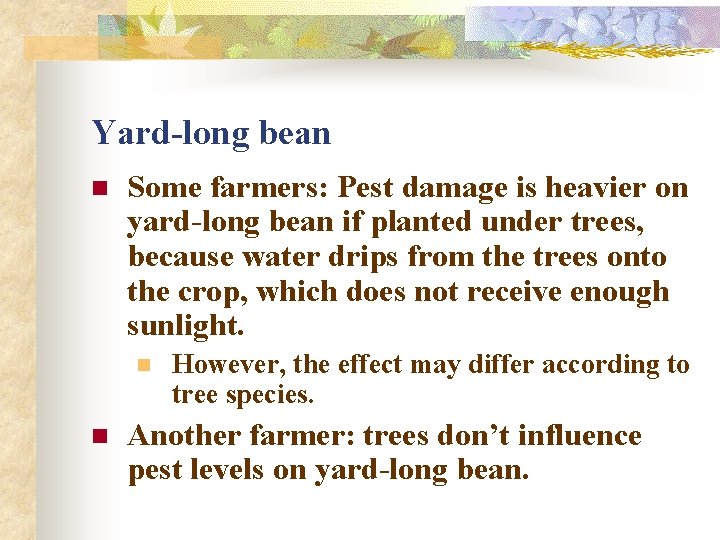 Yard-long bean n Some farmers: Pest damage is heavier on yard-long bean if planted