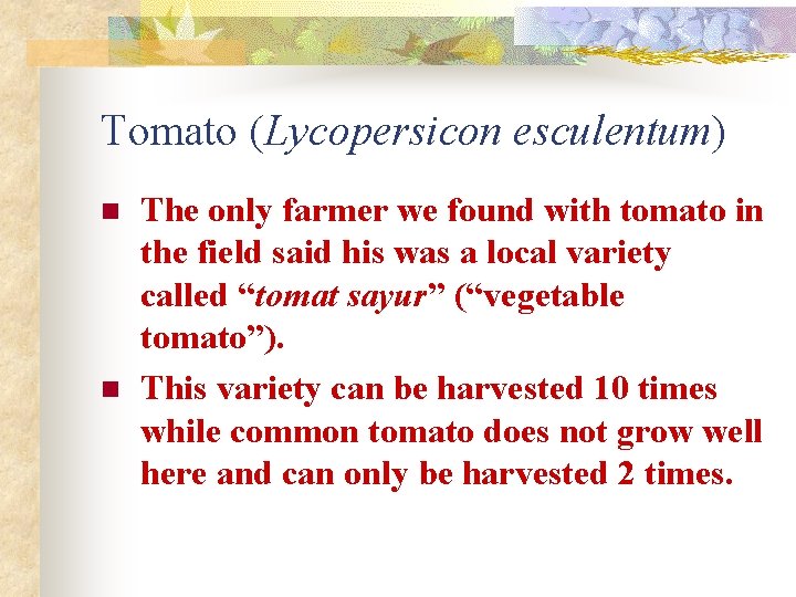 Tomato (Lycopersicon esculentum) n n The only farmer we found with tomato in the