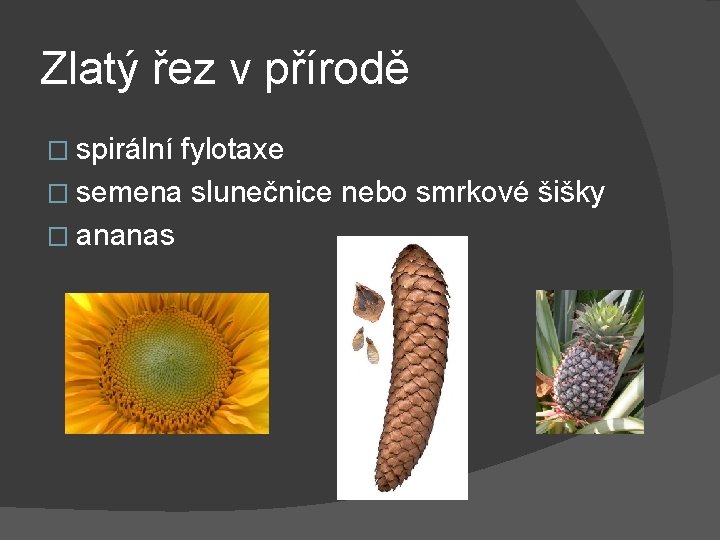 Zlatý řez v přírodě � spirální fylotaxe � semena slunečnice nebo smrkové šišky �