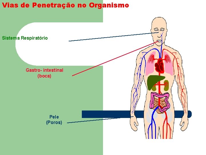 Vias de Penetração no Organismo Sistema Respiratório Gastro- intestinal (boca) Pele (Poros) 