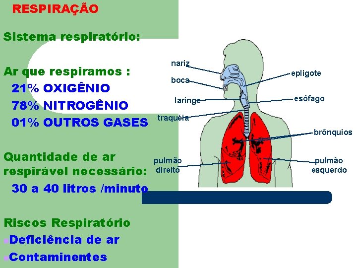 RESPIRAÇÃO Sistema respiratório: Ar que respiramos : 21% OXIGÊNIO 78% NITROGÊNIO 01% OUTROS GASES