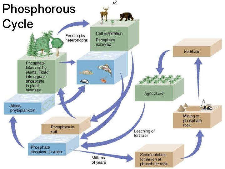 Phosphorous Cycle 