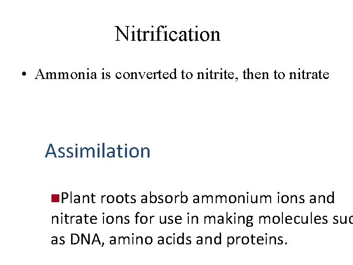 Nitrification • Ammonia is converted to nitrite, then to nitrate Assimilation n. Plant roots