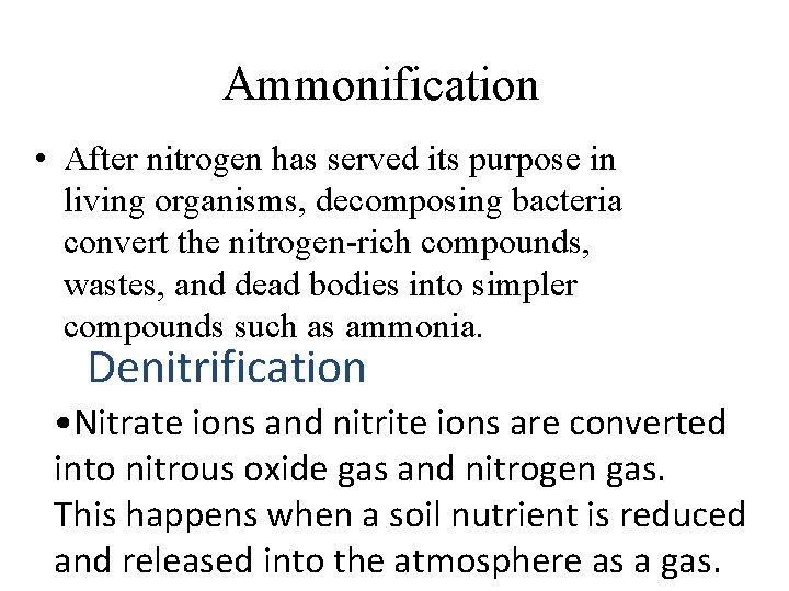 Ammonification • After nitrogen has served its purpose in living organisms, decomposing bacteria convert