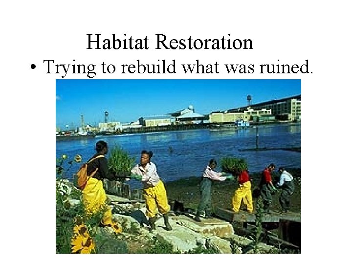 Habitat Restoration • Trying to rebuild what was ruined. 