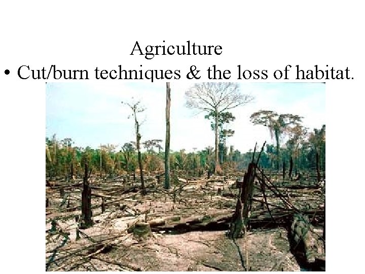 Agriculture • Cut/burn techniques & the loss of habitat. 