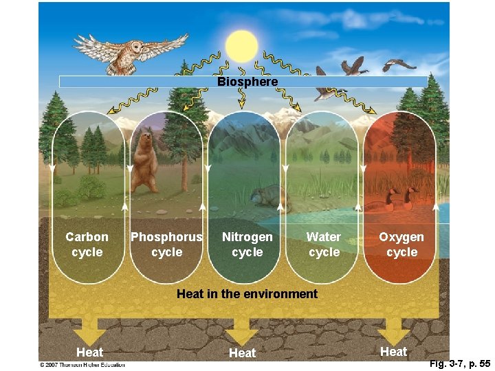 Biosphere Carbon cycle Phosphorus cycle Nitrogen cycle Water cycle Oxygen cycle Heat in the