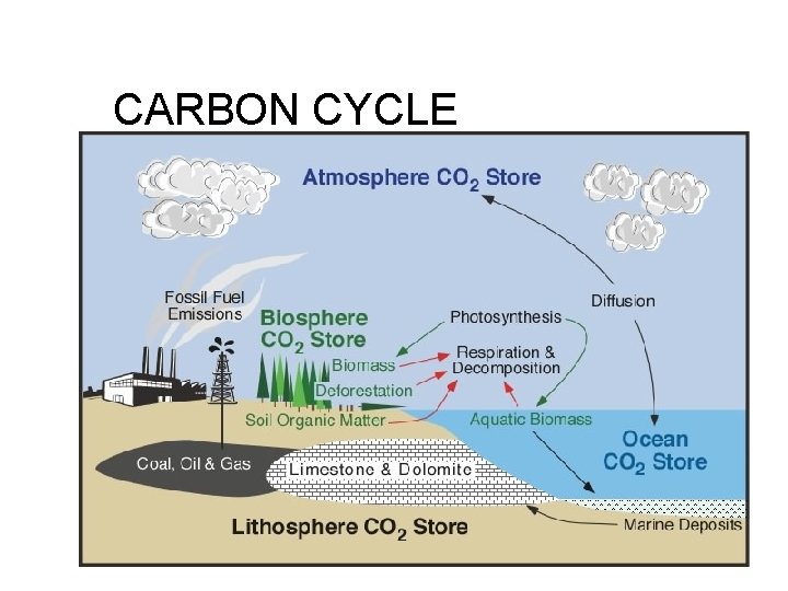 CARBON CYCLE 